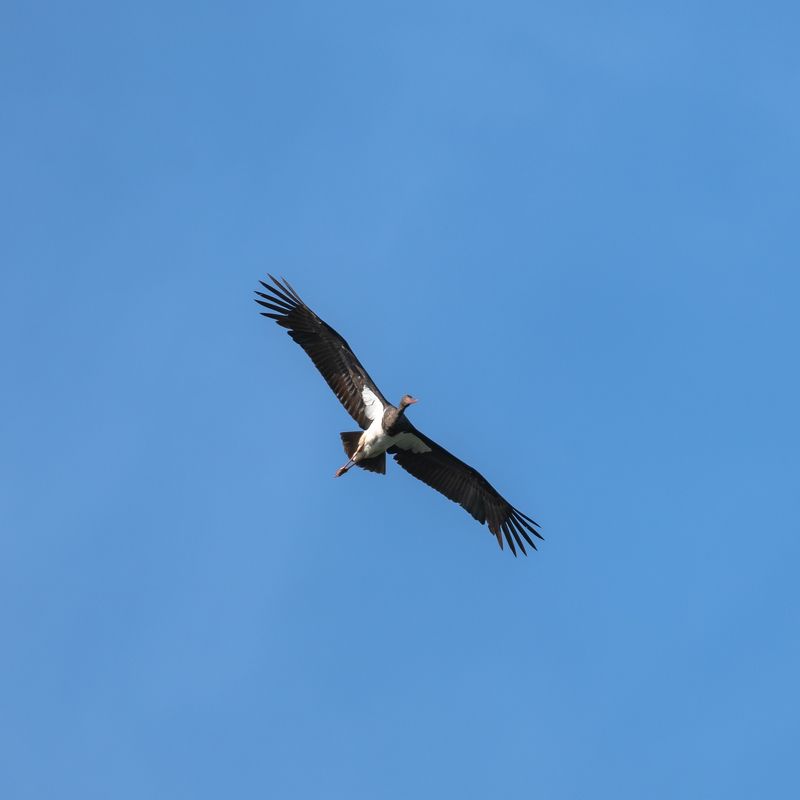 Черный аист…  Black stork…photo preview