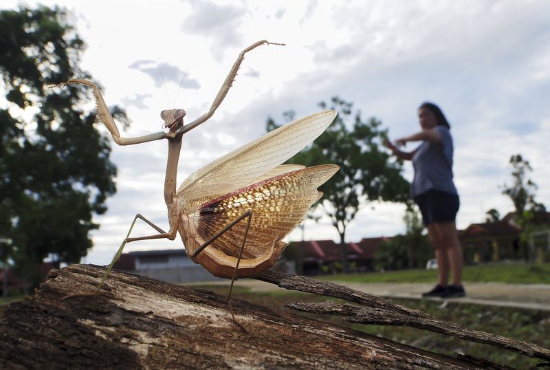 macro Come On, Exercise With Me !photo preview