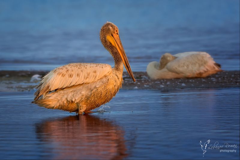 Спят веселые, а грустные еще нет!photo preview