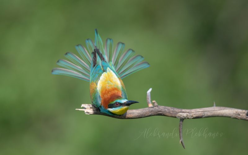 Павлинphoto preview