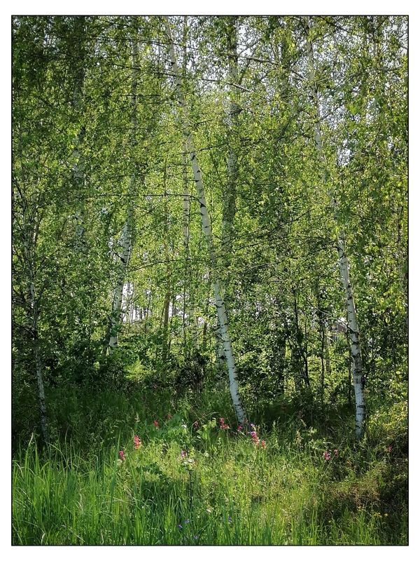 На берёзовой опушкеphoto preview