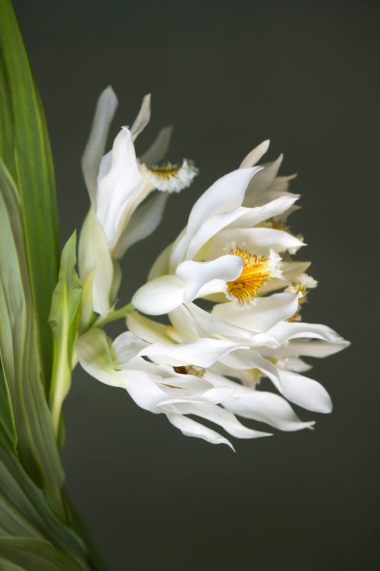 миламиронова, макро, цветы, красота, порыв *** фото превью