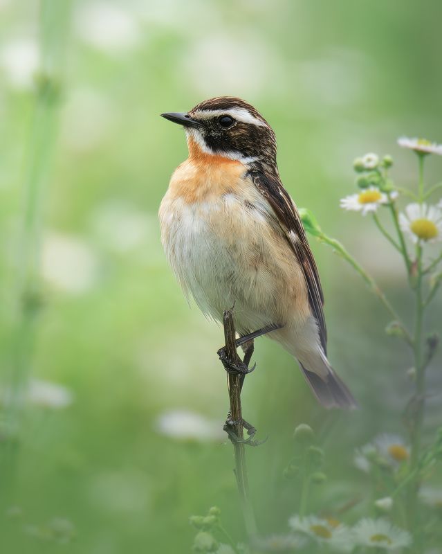 Луговой чеканphoto preview