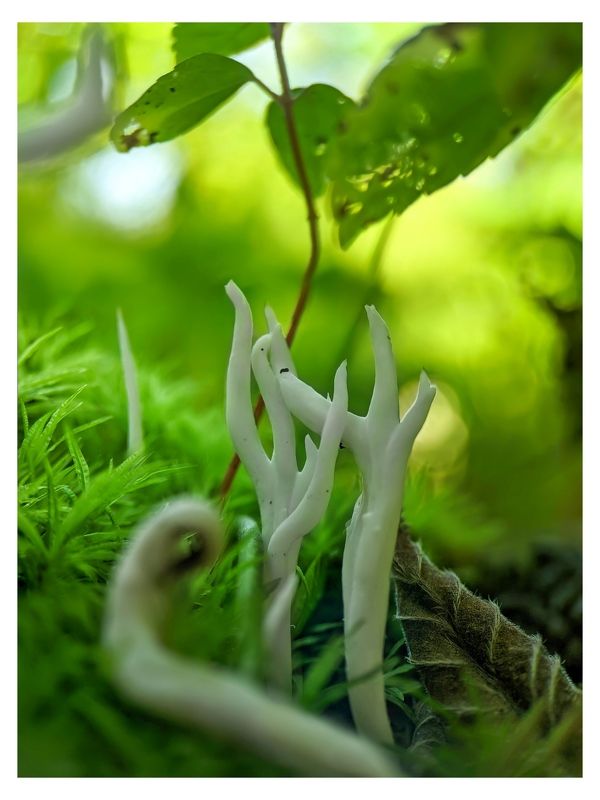 #xiaomi, , #mobilephotography, #macro, #mushroom, #fungi, #nature, #pilze, #гриб, #wild Dancing Clavulinasphoto preview