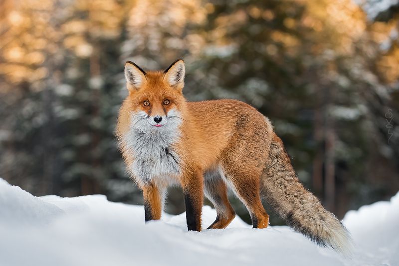 лиса а не колобок ли ты часом?photo preview