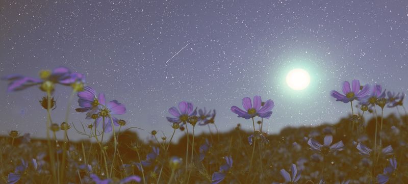 ночь,зведы,луна,цветы photo preview