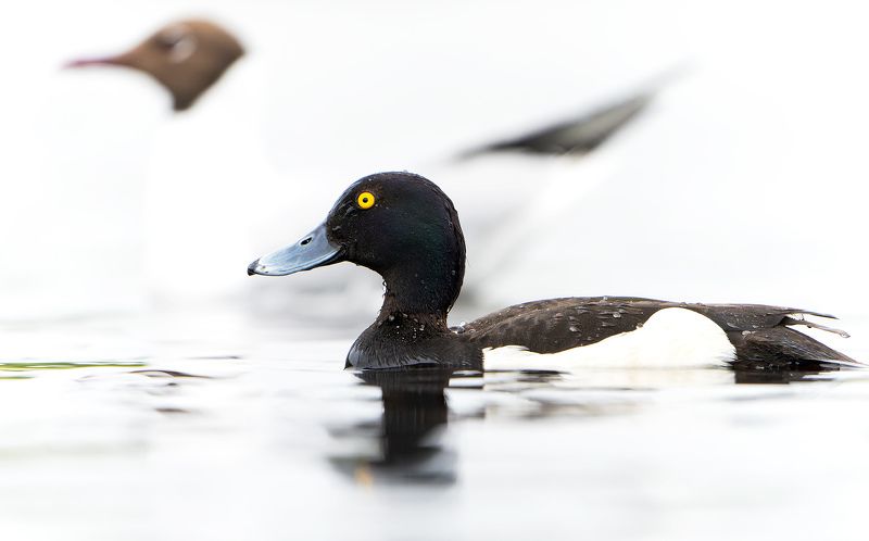 хохлатая чернеть, озерная чайка, портрет, Aythya fuligula, Chroicocephalus ridibundus Двойной профильphoto preview