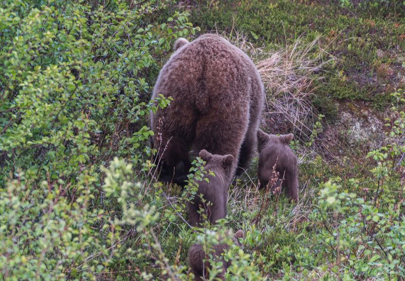 мурмаская область, териберка, бурый медведь Эх, уходят!photo preview