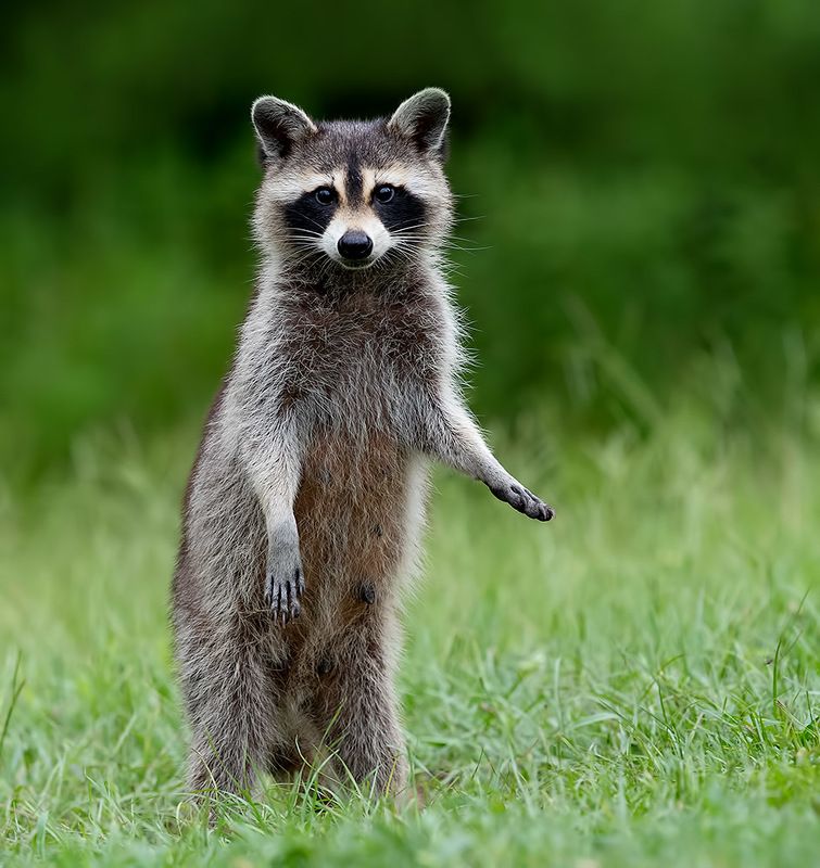 енот обыкновенный, енот-полоскун, raccoon, енот, дикие животные, животные, animals Енот-полоскун -Raccoonphoto preview