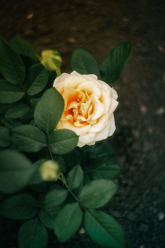 цветы природа лето розы лилии flowers nature fauna summer roses lilies photo preview