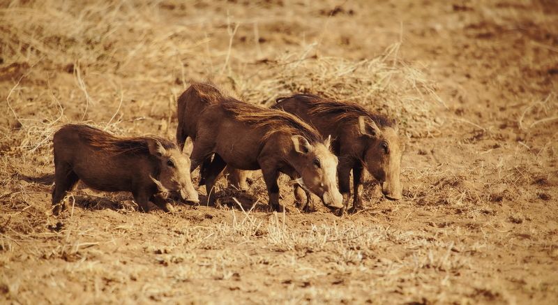 Kenya pumba Pumba\'s fam фото превью