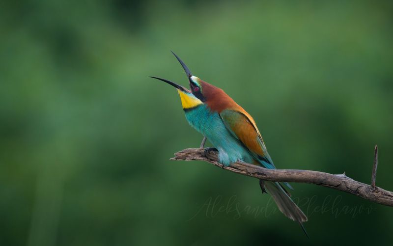 ,emotion in animals, Звездочётphoto preview