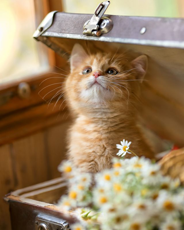 рыжее счастье, котенок, чемодан, ромашки,лето,детство,беларусь,ирина горюкина Я приехал!)photo preview