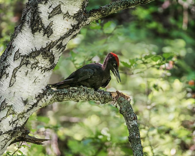 птица, дятел, желна, Желна.photo preview