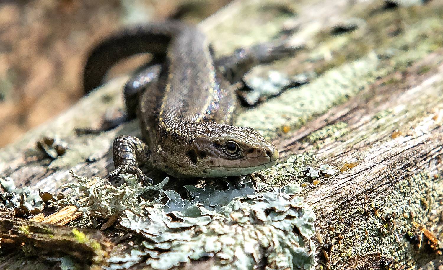 пресмыкающиеся, ящерица, лес, Широких Александр