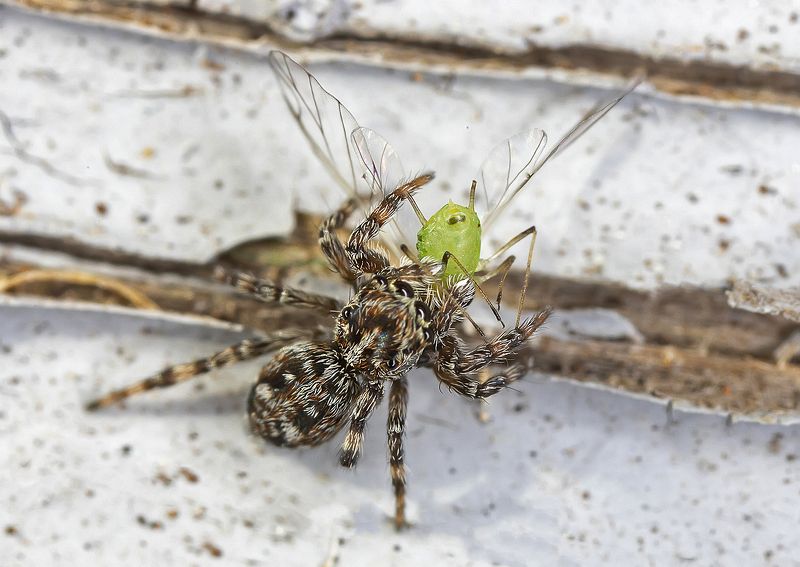 паучок, тля, макро Паучок скакун поймал тлюphoto preview