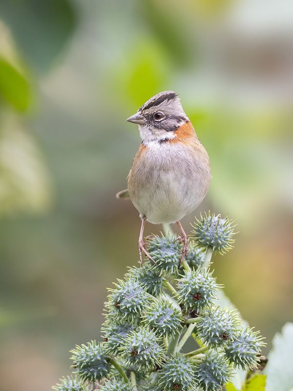 птицы, уругвай ***photo preview