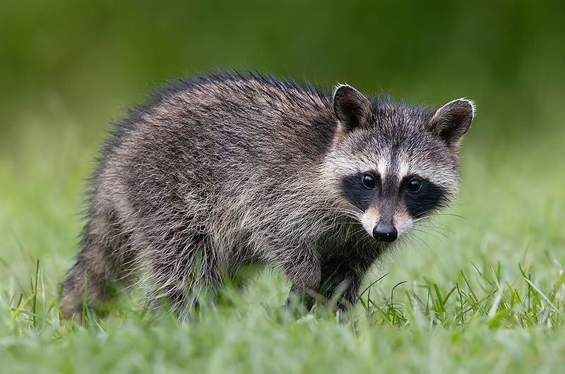 енот обыкновенный, енот-полоскун, raccoon, енот, дикие животные, животные, animals Young Raccoon. Енот-полоскун.photo preview