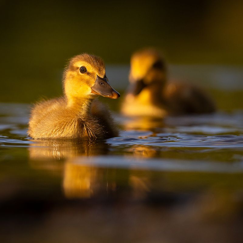 Ducklingsphoto preview