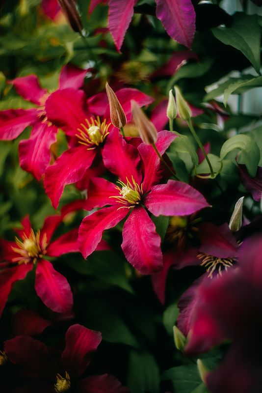 цветы природа лето розы лилии flowers nature fauna summer roses lilies photo preview