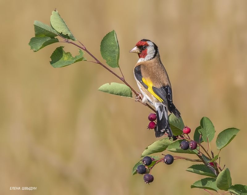 bird of prey, animal, birds, bird, animal wildlife, nature, animals in the wild, щегол, черноголовый щегол, ирга, goldfinch, птицы, птица На иргеphoto preview
