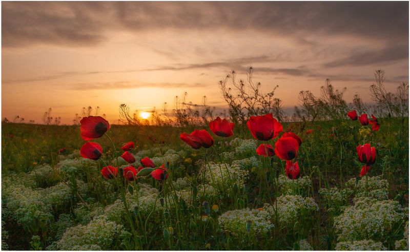 у села  камышово МАКИ-КАШКА ЛУГОВАЯphoto preview