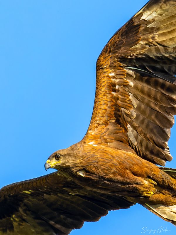 коршун, птицы, пернатые Чёрный коршунphoto preview