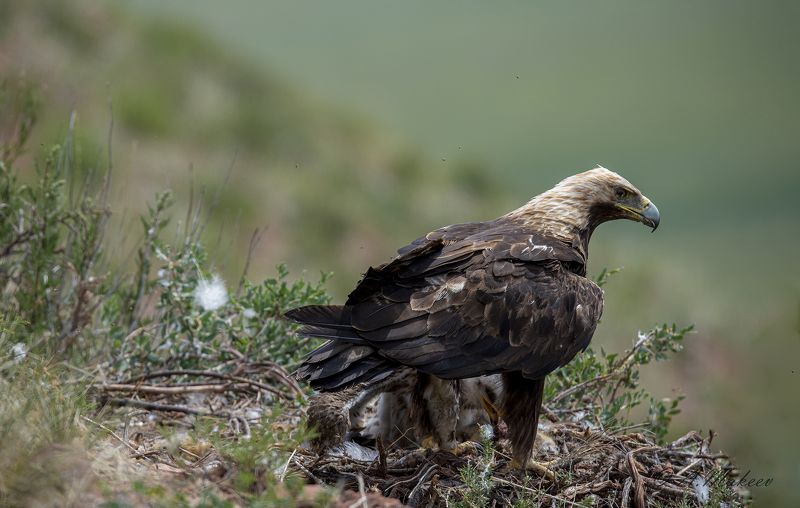 Солнечный орелphoto preview