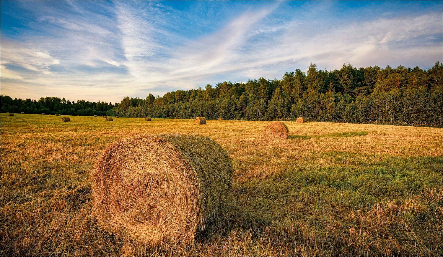 пейзаж, лето, вечер, деревня, свет, цвет, александр никитинский, Никитинский Александр