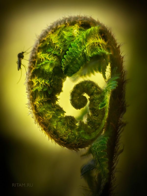 Сон слона, вызванный полетом москита за секунду до пробужденияphoto preview