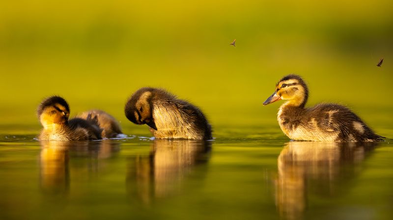 Hygienaphoto preview