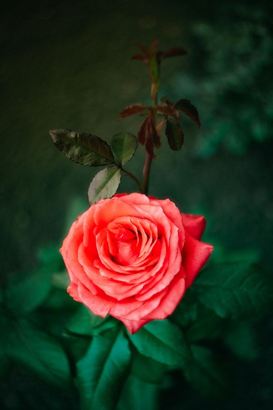 цветы природа лето розы лилии flowers nature fauna summer roses lilies photo preview