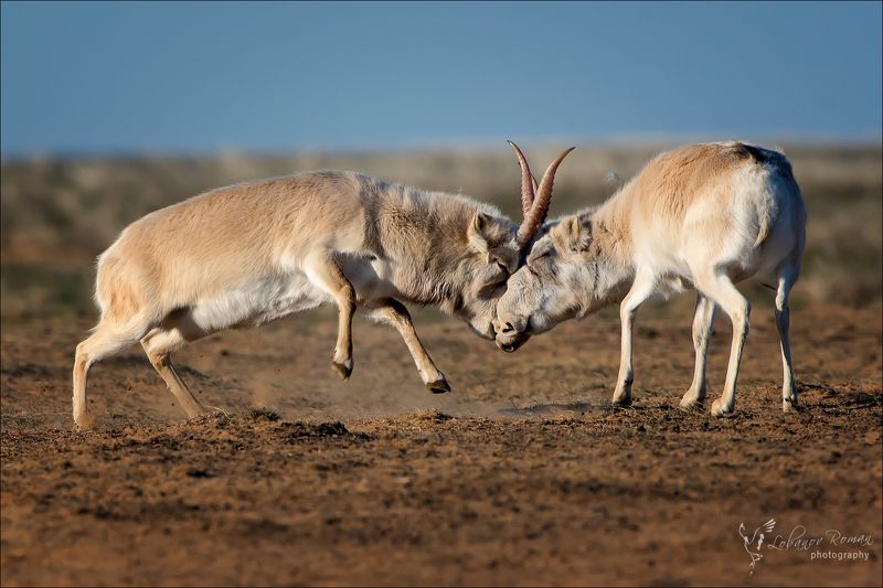 сайгак, степной, лобанов, пересвет * * *photo preview