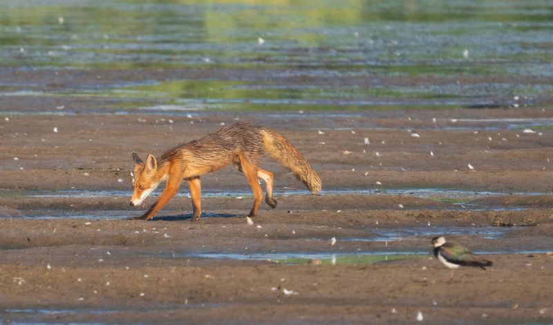 Лисичка фото превью