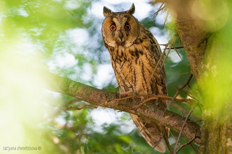 Ушастые совыphoto preview
