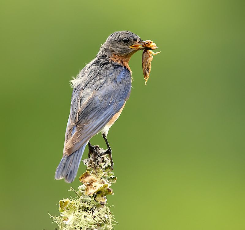 восточная сиалия, eastern bluebird,bluebird Eastern Bluebird, male -Восточная сиалия, самецphoto preview