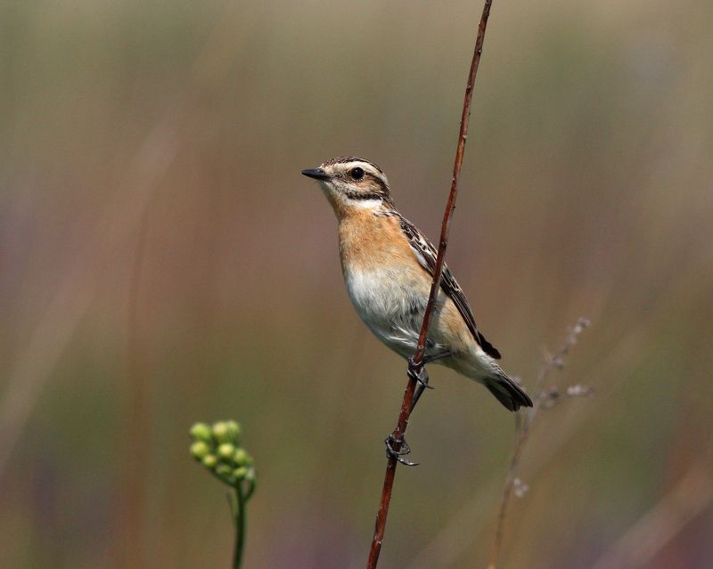 луговой чекан, saxicola rubetra, whinchat Луговые чеканыphoto preview