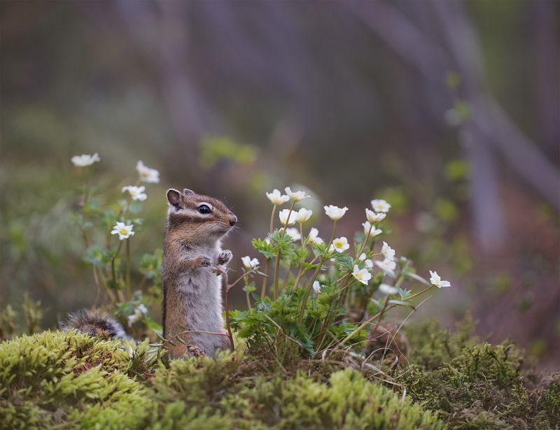 ветреница, нерюнгри, бурундук, якутия, дикие_животные, женялевина, евгениялевина, животныеякутии, бурундукиибелкилевиной Ветреницы фото превью