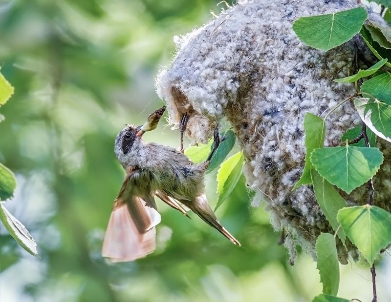 птица, ремез, гнездо, заботы, Ремез. Чистка гнезда с птенцами.photo preview