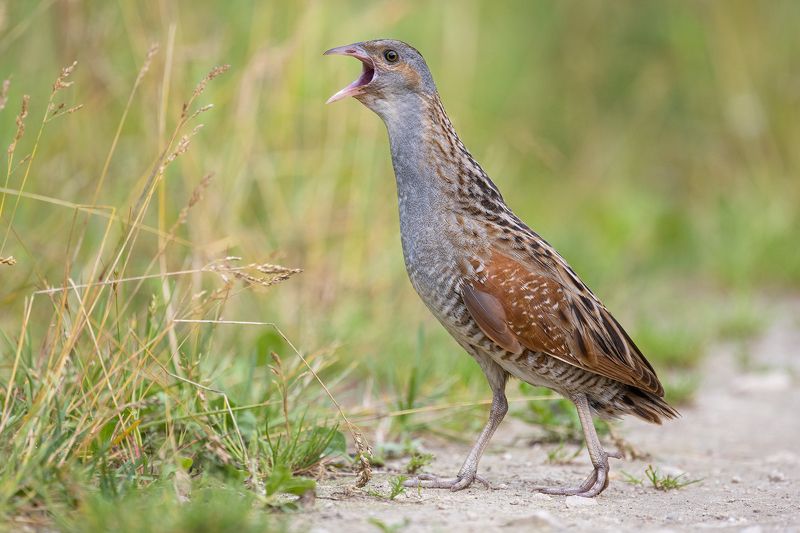 Коростель, или дергач (устар.) — Сrех сrех L.photo preview