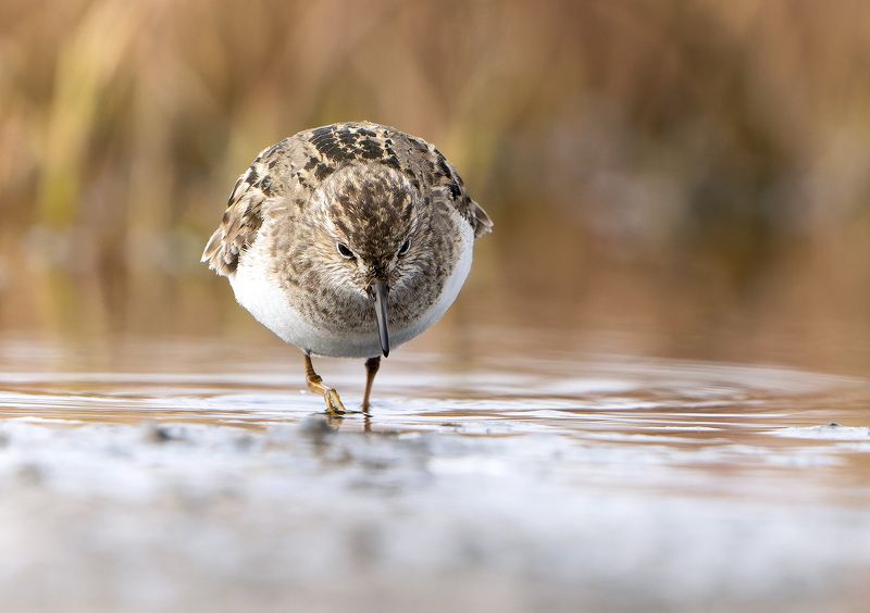 белохвостый песочник, птица, ямал, calidris temmincki Белохвостый песочник ищет пропитаниеphoto preview