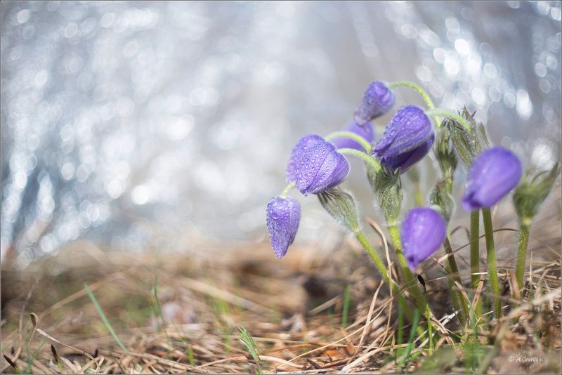 сон,трава Сон номер 4 фото превью