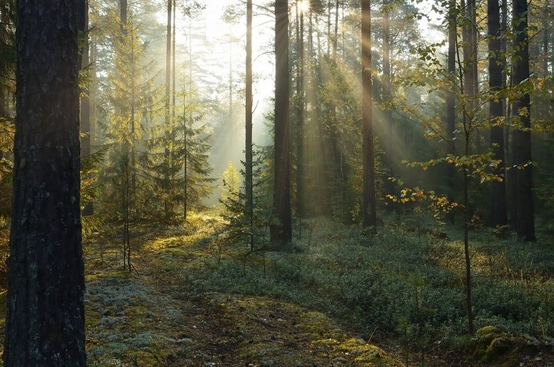 бор, сосны, дорога, рассвет, туман, край, свет, стволы, Бор. Забытая дорога.photo preview