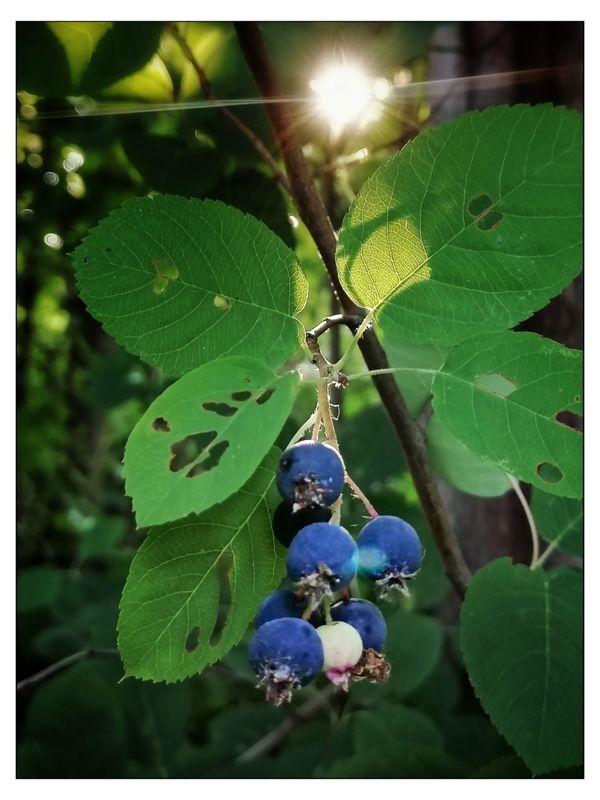 Июльский солнца луч вечернийphoto preview