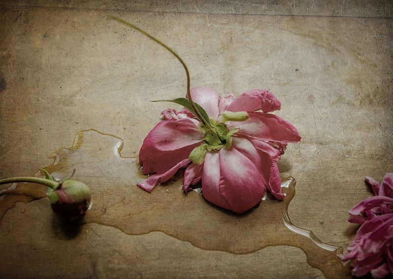 пион, розовый, упавший, капли, доска, стол, текстура Пионphoto preview