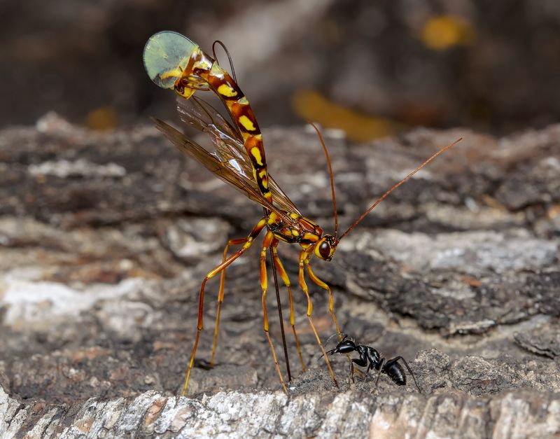 мегарисса жемчужная, megarhyssa perlata, наездники-ихневмониды, ichneumonidae, чёрный муравей-древоточец, camponotus vagus Почти Крылов или Жираф и муравейphoto preview