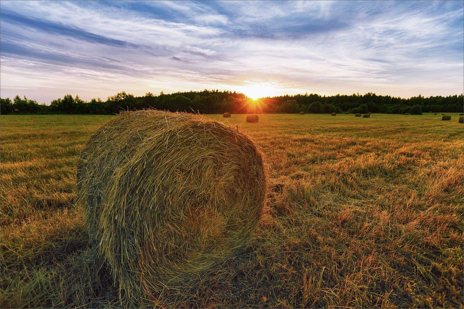 пейзаж, лето, вечер, деревня, поле, свет, цвет, александр никитинский, Никитинский Александр