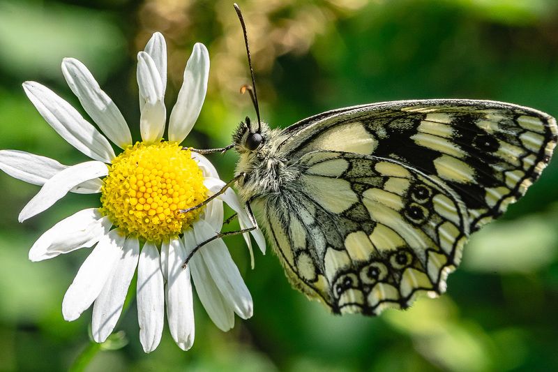 лето, июль, бабочка, суворовка, Суворовка фото превью