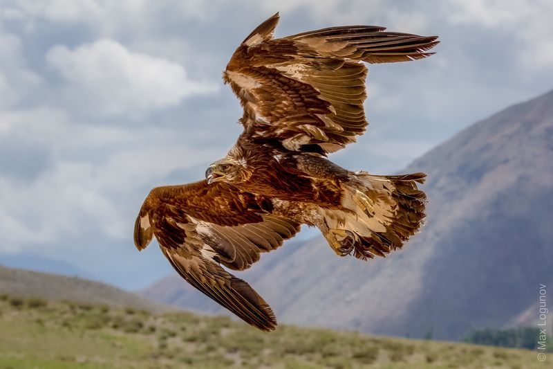 Беркут в полёте.photo preview