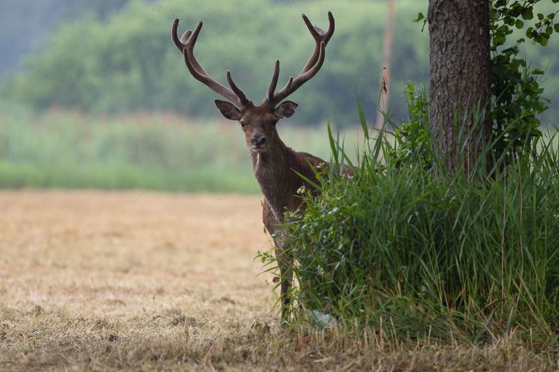 ssaki,las,przyroda,polana,łąka,fauna,natura Jeleńphoto preview